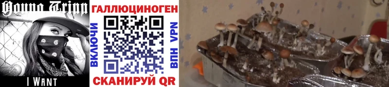 Галлюциногенные грибы GOLDEN TEACHER Мариинск